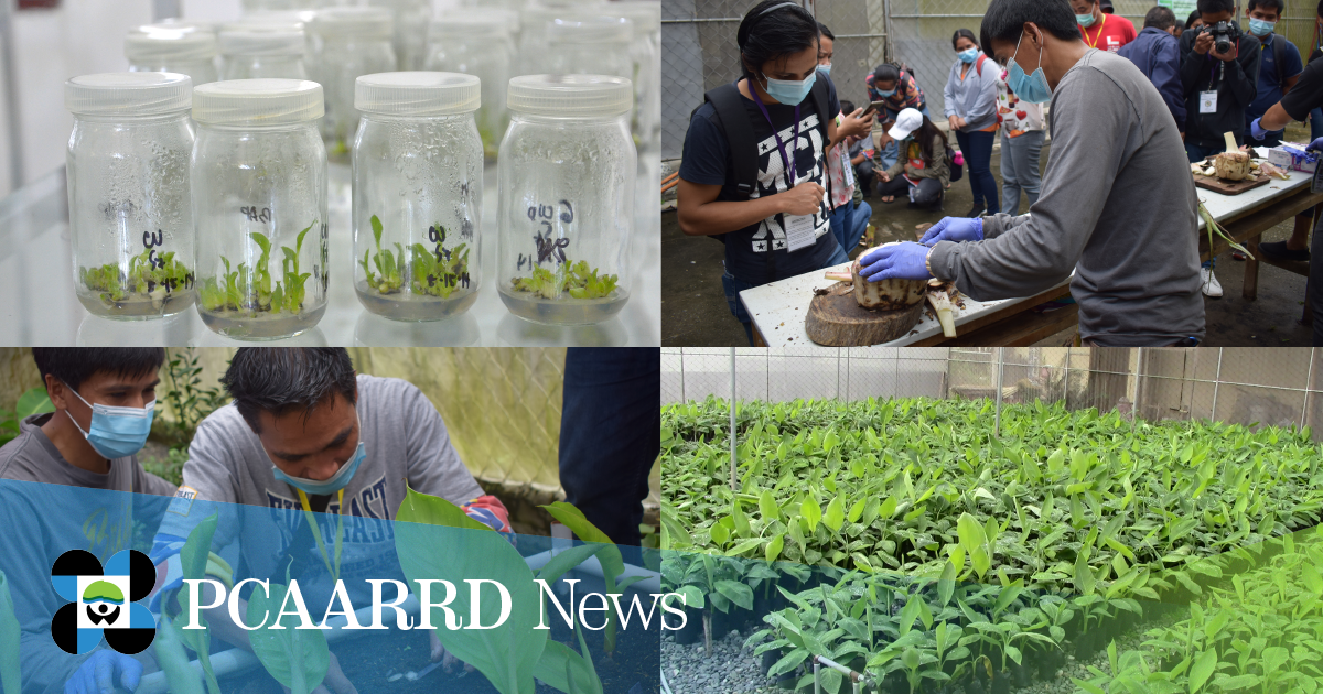 Tissue cultured and macropropagated disease-free Saba plantlets to boost production and empower farmers in Cagayan Valley